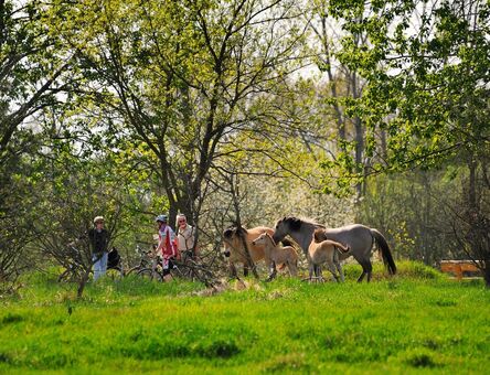 Nationale Naturlandschaften des Landes Brandenburg
